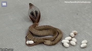 Video hiếm: Rắn hổ mang đẻ 14 quả trứng giữa đường phố