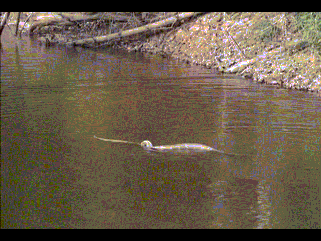 Video: Hổ mang chúa dùng tuyệt kỹ 