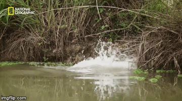 Video: Đi lạc vào cửa sông, cá mập bị cá sấu khổng lồ xơi tái