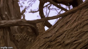 Video: Báo hoa mai leo thoăn thoắt lên cây cao 9 mét, bắt sống cú