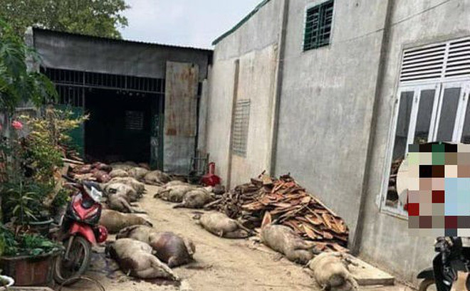 Sự thật tin đồn đào 800 con lợn dịch bệnh lên để bán ở huyện Đắk Mil