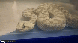 Video: Sởn da gà nhìn rắn kịch độc có sừng