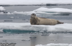 Video: Cuộc chiến sinh tồn dữ dội giữa gấu Bắc cực đói và hải cẩu