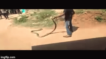 Video: Người đàn ông tay không túm đuôi rắn hổ mang chúa khổng lồ dài 4 mét