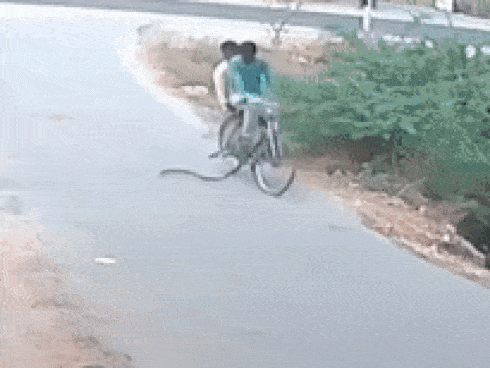 Video: Đang đạp xe, 2 người đàn ông chạy bán sống bán chết khi bị rắn hổ mang bật lên tấn công