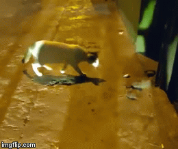 Video: Mèo trơ mắt nhìn đôi chuột kịch chiến dữ dội trên đường và cái kết ngỡ ngàng