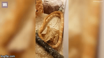 Video: Rắn chuột mải mê săn đuôi của mình