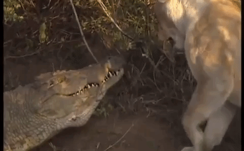 Video: Lên bờ tắm nắng,