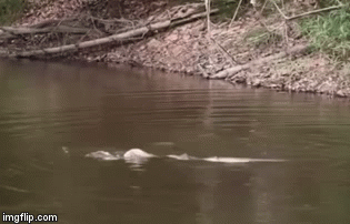 Video: Để xổng con mồi xuống nước, rắn hổ mang chúa quyết “đuổi cùng giết tận” và cái kết bất ngờ