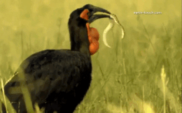 Video: Đối diện khắc tinh, rắn phì châu Phi kịch độc co rúm lại như 1 con giun đất