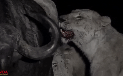 Video: Bí mật về vũ khí chết người của