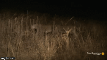 Video: Đi kiếm ăn trong đêm, hà mã đơn độc bị bầy sư tử phục kích