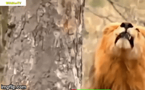 Video: Đói ăn, sư tử liều lĩnh leo tận cây cao để săn mồi