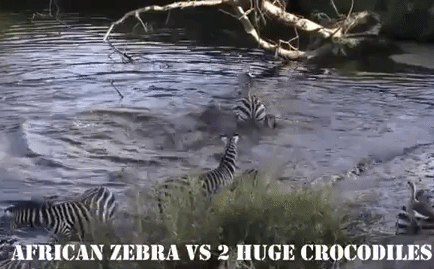 Video: Bị 2 con cá sấu khổng lồ dìm xuống hồ, ngựa vằn vùng vẫy thoát chết ngoạn mục