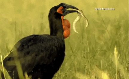 Video: Phượng hoàng đất giết chết rắn phì châu Phi rồi nuốt chửng không thương tiếc