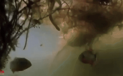 Video: Cá sấu và trăn Nam Mỹ bị cá hổ Piranha xâu xé vì