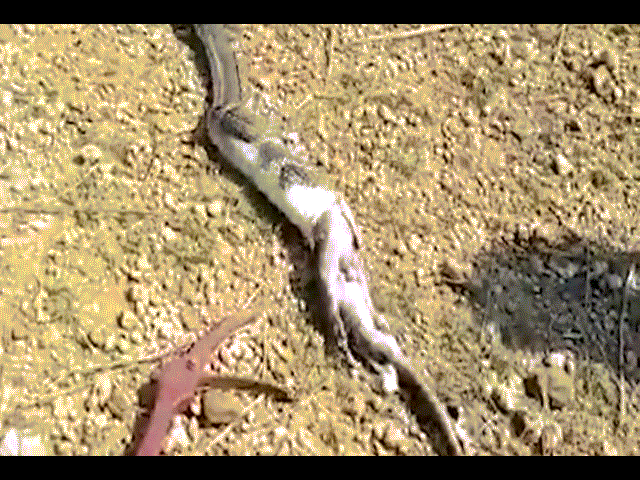 Video: Bị truy đuổi, hổ mang chúa vội vã nôn ra kỳ đà khổng lồ