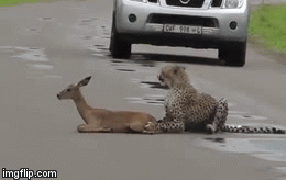 Video: Bắt được linh dương, báo đốm vẫn ung dung chơi trò “mèo vờn chuột”