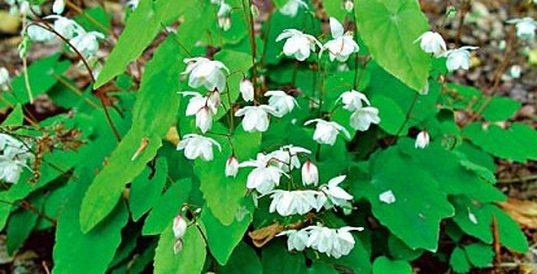 Thứ cây đặc biệt trên núi có chức năng tăng cường sinh lý