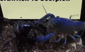 Video: Liều mình tử chiến, tôm hùm xanh bị bọ cạp đen vật ngã “chổng vó”