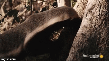 Video: Dám xông vào tổ ong, lửng mật châu Phi lĩnh vô số vết đốt đau đớn