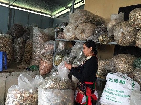 Hàng triệu bệnh nhân đau xương khớp mừng “như bắt được vàng” khi biết bài thuốc này