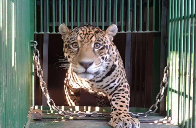 Báo đốm đầu tiên được sinh bằng phương pháp thụ tinh nhân tạo bị báo mẹ ăn thịt