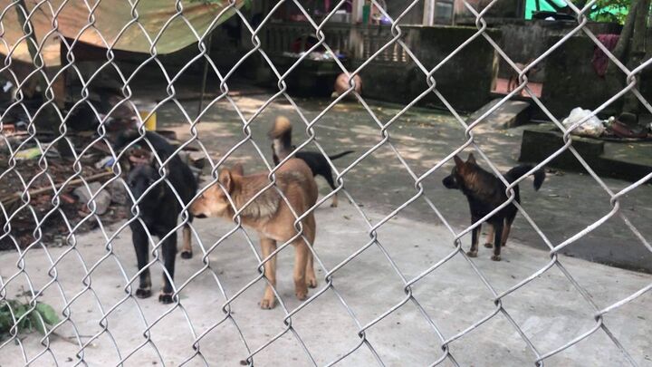 Vụ bé trai 7 tuổi bị chó cắn chết: Chủ đàn chó có bị xử lý?