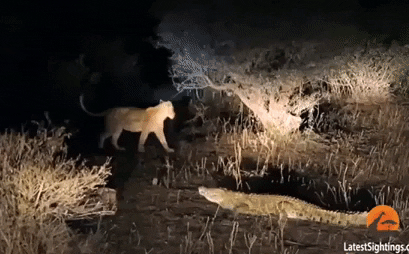 Video: Cá sấu háu đói leo lên bờ trộm xác linh dương của sư tử, báo, linh cẩu đứng ngoài chầu chực