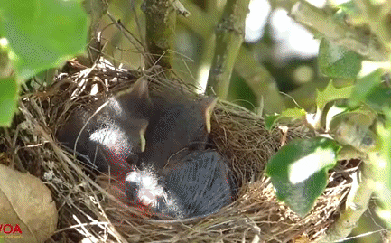 Video: Nhân chứng đặc biệt xem màn leo cây bắt chim non của rắn độc mamba 