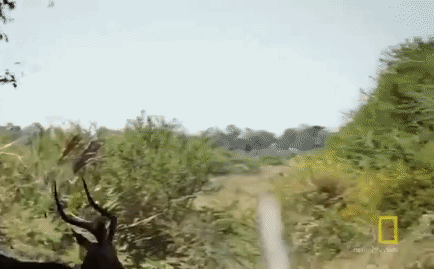 Video: Phi thân từ cây cao săn linh dương, báo bị con mồi kéo lê dưới mặt đất