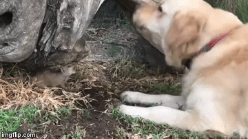 Video: Bị mắc kẹt trong vườn, cầy Mangut vẫn mải mê 