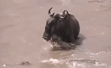 Video: Linh dương đầu bò bị cá sấu quật ngã, xé xác ở giữa sông