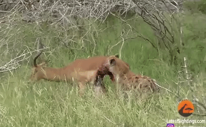 Video: Linh dương bị cắn lòi nội tạng vẫn quật cường chiến đấu với con linh cẩu khát máu