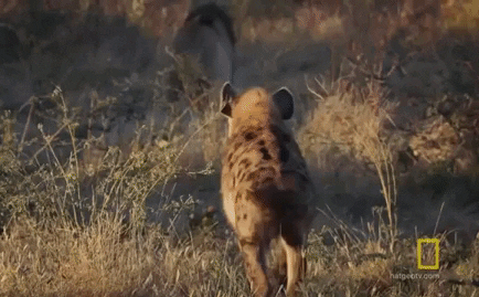 Video: Sư tử cái mang thai chạy trốn lên cây, bất lực nhìn sư tử đực bị linh cẩu truy sát