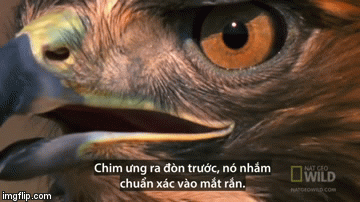 Video: Chim ưng đuôi đỏ dùng 