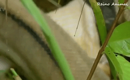 Video: Nuốt phân nửa lợn rừng, trăn gấm hốt hoảng phát hiện răng nanh của con mồi 