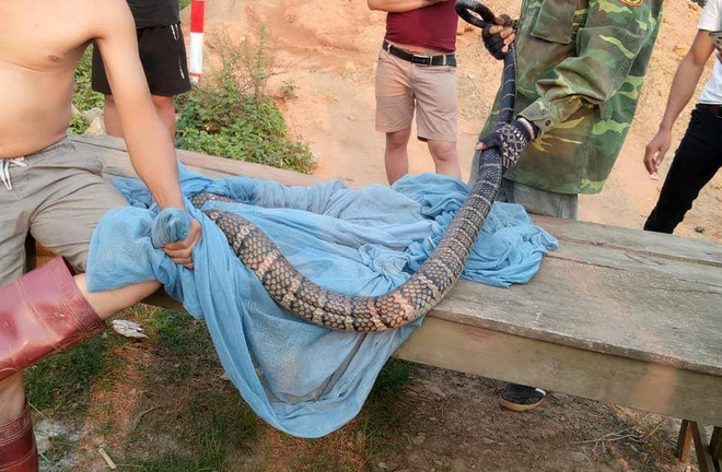 Thực hư thông tin người đàn ông tay không bắt hổ mang chúa cực độc nặng 10kg ở Sơn La