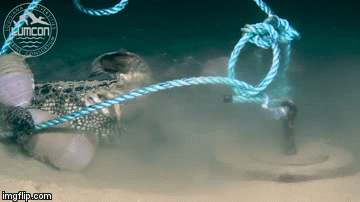 Video: Rùng mình cảnh bọ