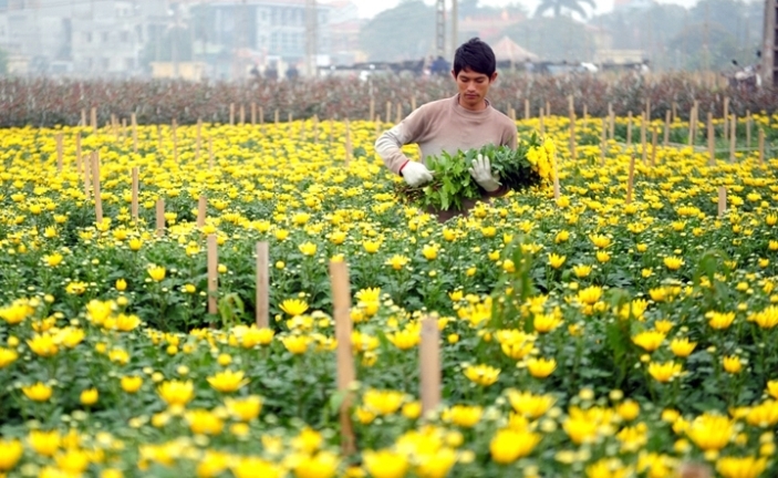 Định hướng phát triển Nông nghiệp và xây dựng Nông thôn mới của Hà Nội giai đoạn 2021 - 2030