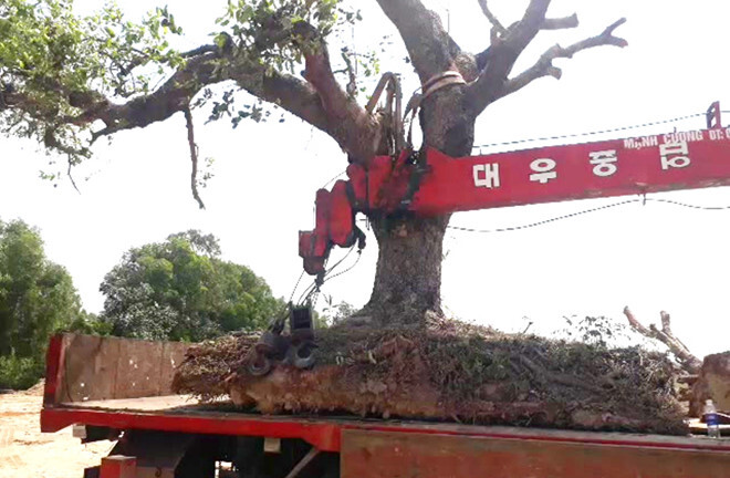 Cây cổ thụ rừng bị đào về làm cảnh trong nhà 