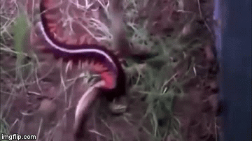 Video: Rết kịch độc ngoạm chặt thân rắn khiến đối thủ co giật rồi chết trong đau đớn