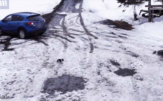 Video: Kinh ngạc khoảnh khắc chú chó chạy nhanh như chớp cứu bạn khỏi bánh xe tử thần