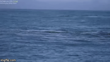 Video: Cá voi sát thủ thi nhau phi thân lên khỏi mặt nước để săn đuổi sư tử biển