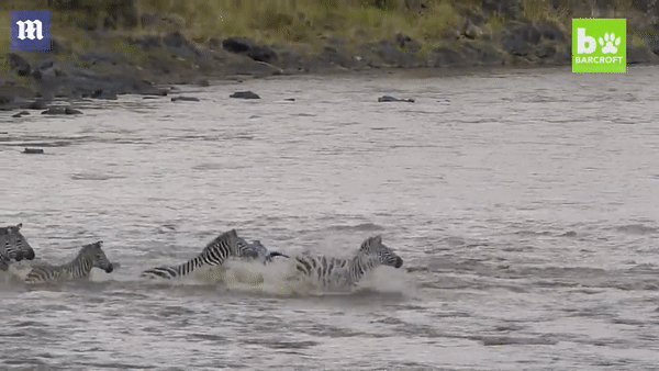 Video: Hãi hùng cảnh ngựa vằn bị hàng chục con cá sấu hung dữ xé xác trên khúc sông tử thần