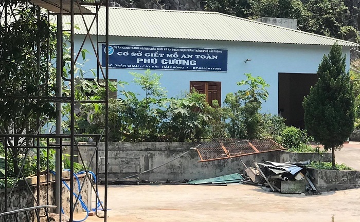 Hải Phòng: Độc quyền lò mổ và  "liên minh ma quỷ " thị trường lợn thịt tại Cát Bà...?