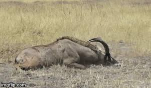 Video: Linh dương đầu bò chết thảm dưới nanh vuốt sư tử