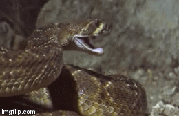 Video: Tuyệt chiêu săn mồi của rắn độc khiến chuột phải gặp