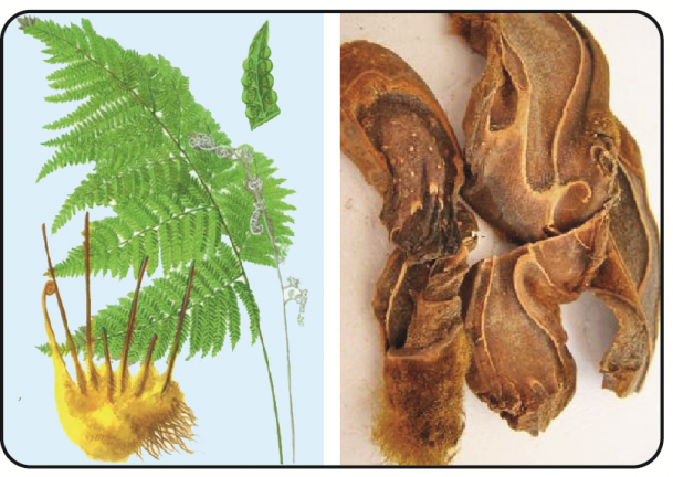 Thảo dược quý chữa tiểu đêm nhiều lần kèm mất ngủ, hay quên