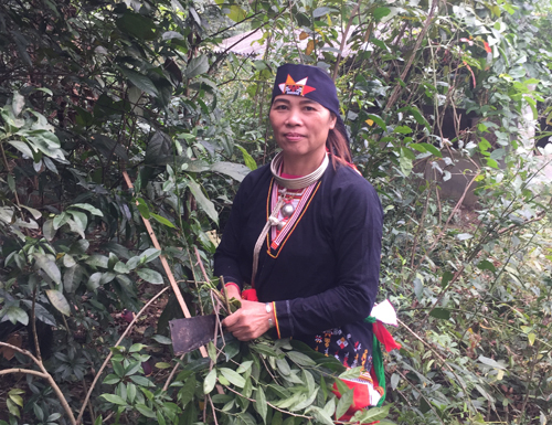 Người dân xôn xao về bài thuốc nam khắc chế bệnh tiểu đường của bà Hòa Ba Vì